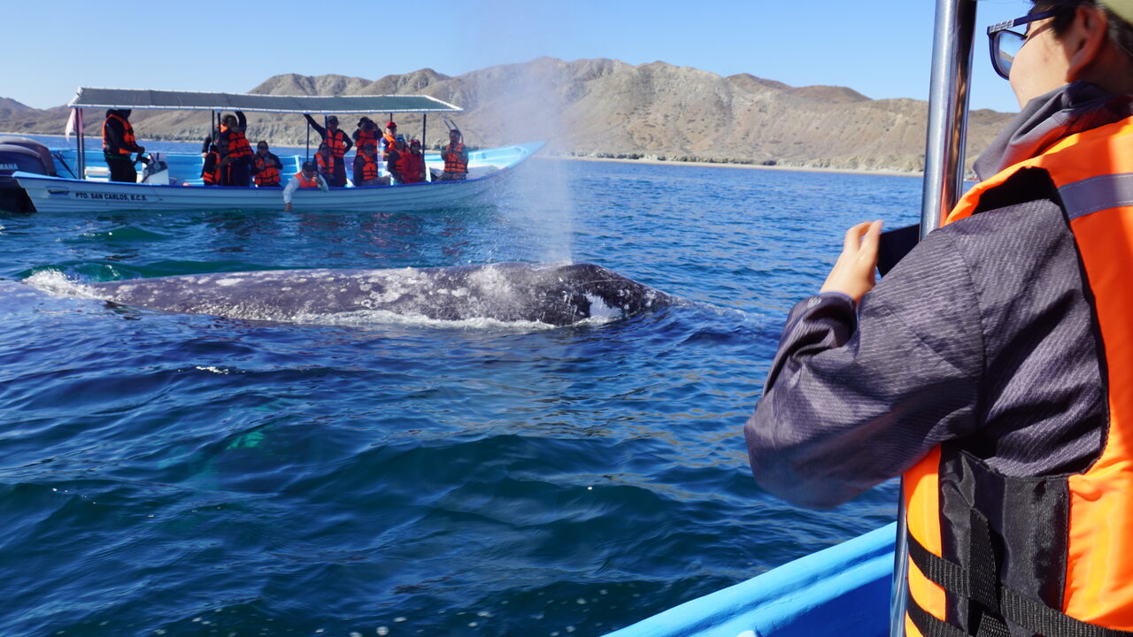 Gray Whale tour, La Paz