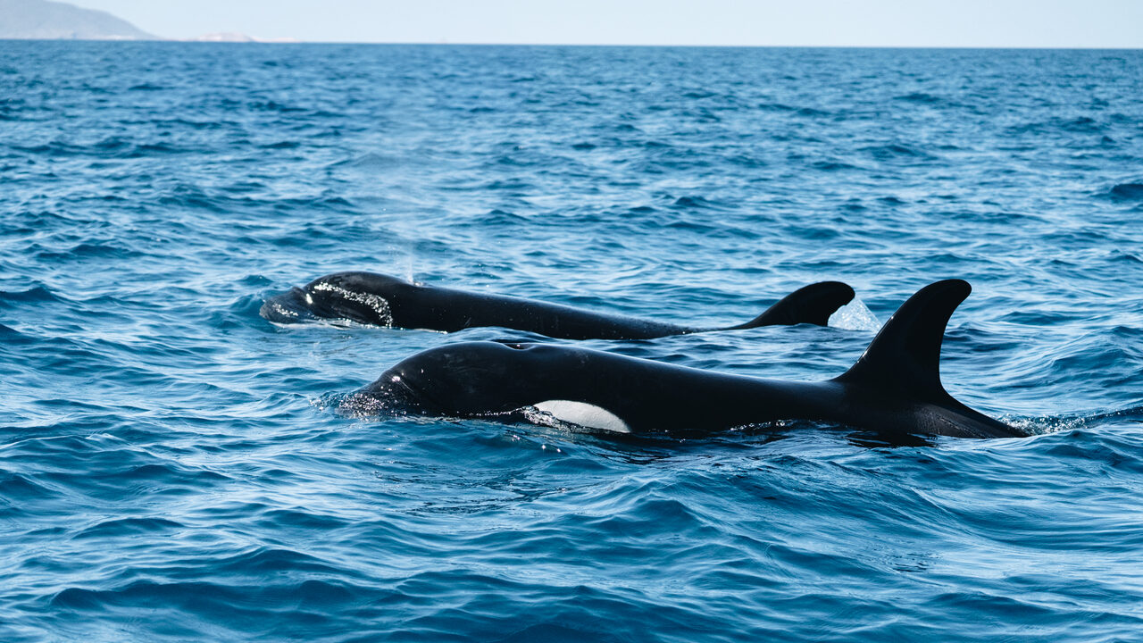 Sea Safari Norte tour, La Paz