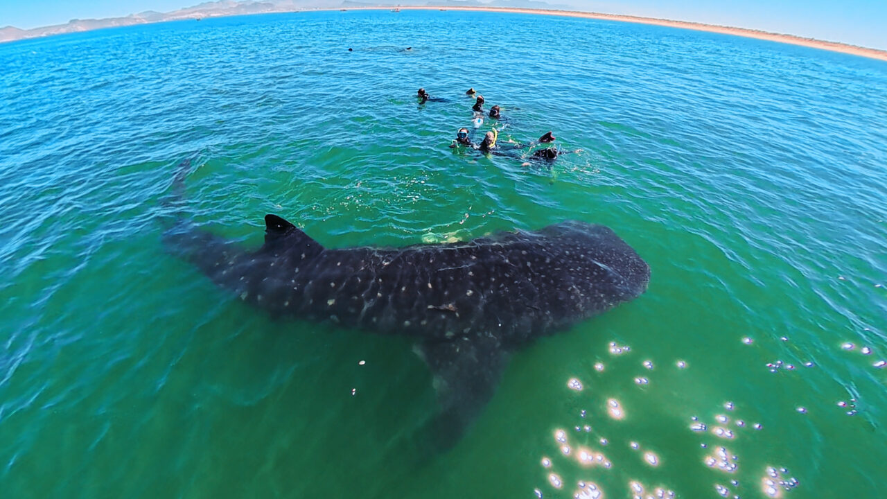 Whale Shark Experience, La Paz